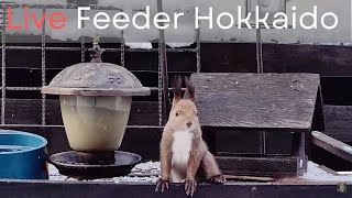 北海道の野鳥ライブカメラBird Feeder webcam in Hokkaido Japan [upl. by Onek]