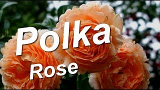 Polka Rose [upl. by Esinahs]