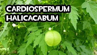 El Cultivo de Cardiospermum Halicacabum  Huerto Organico [upl. by Airdnahc]