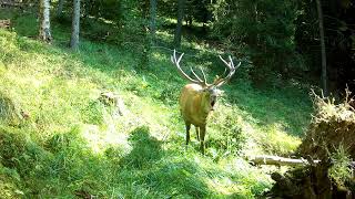 Jelenia ruja  Jeleň lesný  Cervus elaphus [upl. by Einafit]