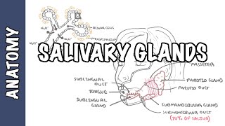 Salivary glands  Anatomy and Physiology [upl. by Syhr]