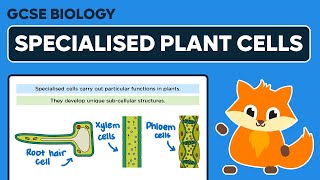 Specialised Plant Cells  GCSE Biology [upl. by Radley]