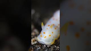 beautiful ocean creatures  interesting facts about sea slugs shorts [upl. by Arihas]