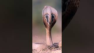 nature  snake  reptile  forest  beautiful scenery  relaxing clip  PT 3  EP 1  🐍🏞️🌄🤩😍🥰❤️💕 [upl. by Eudosia537]