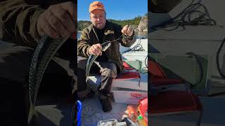 Fishing makrell in norway fishing sailboat sailing boating fish [upl. by Bernardina]