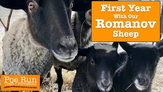 First Year With Our Romanov Sheep  Homestead Animals [upl. by Anallij]