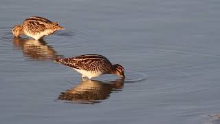 Common snipe Gallinago gallinago  חרטומית ביצות [upl. by Aurie]