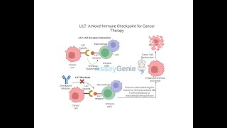 LILT A Novel Immune Checkpoint for Cancer Therapy [upl. by Nylyrehc980]