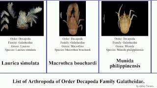 List of Arthropoda of Order Decapoda Family Galatheidae galathea munida munidopsis agononida iris [upl. by Terrijo]