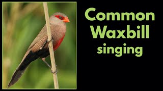 COMMON WAXBILL singing [upl. by Amalee355]