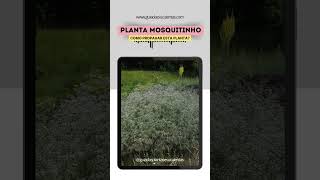 Como Propagar a Planta Mosquitinho [upl. by Lorin]