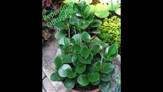 Peperomia Obtusfolia [upl. by Asiul526]