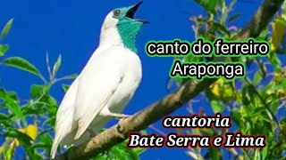 Canto Da Araponga Ferreiro Na Floresta Amazonas [upl. by Enailuj765]