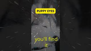 MindBlowing German Shepherd Intelligence  puppy eyes  Facts shorts [upl. by Aseretairam]