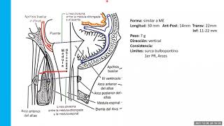 MEDULA OBLONGADA [upl. by Juliano752]