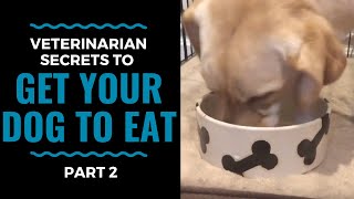 Veterinarian Secrets To Get Your Dog to Eat Part 2 VLOG 69 [upl. by Abbie]