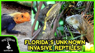 7 INVASIVE REPTILES OF FLORIDA you probably didnt know were invasive [upl. by Lednahs]