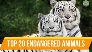 Top 20 Endangered Animals  Most Endangered Animal Species in the World [upl. by Ahcmis58]