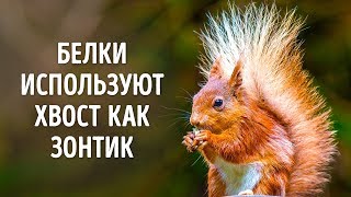 50 Фактов о Животных Которые Растопят Любое Сердце [upl. by Ancilin123]