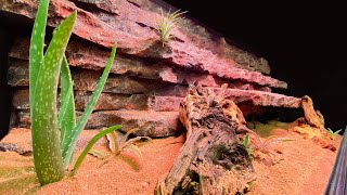 Bioactive Bearded Dragon Vivarium [upl. by Elysee]