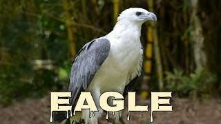 Whitebellied sea eagle sound and call [upl. by Schnorr]