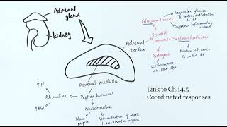 A2 Biology  Structure and function of the adrenal gland OCR A Chapter 141 [upl. by Ykcin]