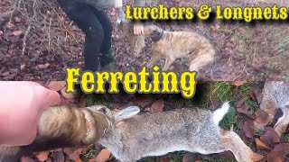 Ferreting with Lurchers And Longnets [upl. by Hamitaf269]