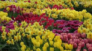 Keukenhof 2024  Last Weekend  Part 6 [upl. by Krenn]