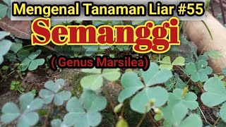 Tanaman Semanggi  Genus Marsilea [upl. by Ynahirb]