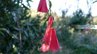 Copihue Flor Nacional de Chile [upl. by Ahearn470]