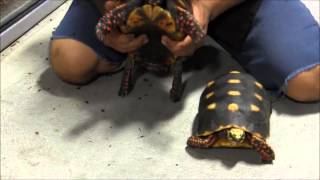 Adult Red Footed Tortoises [upl. by Ahsienel]