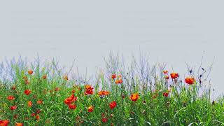 Blooming red poppies in green grass swaying in the wind at sunny day [upl. by Rockey629]