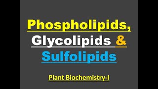 What is Phospholipids Glycolipids amp Sulfolipids conjugatedlipids membranelipids lipidstypes [upl. by Lewiss]