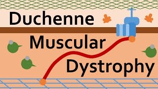 Duchenne Muscular Dystrophy and Dystrophin [upl. by Anidnamra]