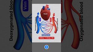 Story of Heart Artery Vein and Capillaries Arterial and Venous System [upl. by Toth]