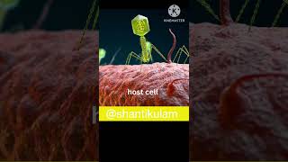 How Bacteriophage infect bacteria life cycle of bacteriophage neet2025 science compitativeexams [upl. by Wyndham]