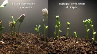 Epigeal vs Hypogeal germination [upl. by Ornas256]