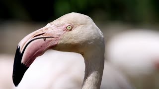 Flamingos Display Best Moves  Animals In Love  BBC Earth [upl. by Ahsata]