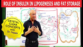 Role of Insulin in Lipogenesis and Fat Storage👨‍⚕️ [upl. by Notnats]