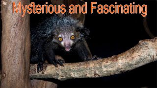 The Aye Aye Madagascars Mysterious and Fascinating Primate [upl. by Eirollam]