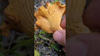 Comment Reconnaître une Girolle  How to Recognize a Chanterelle [upl. by Harts]