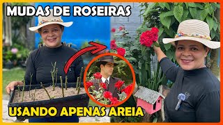 COMO FAZER MUDAS DE ROSEIRAS USANDO APENAS AREIA  PASSO A PASSO [upl. by Anitsirhc583]