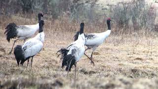 Blacknecked Cranes of Bhutan [upl. by Noitsuj]