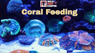 Acanthrophyllia coral feeding response timelapse 4k [upl. by Amilb]