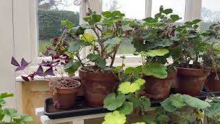 How to overwinter geraniums and pelargoniums [upl. by Adidnac652]