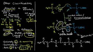 BIOCHEM 15  Peptide Anatomy [upl. by Philemon469]