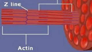 Muscular System Sliding Filament Theory 1 [upl. by Hgielhsa]