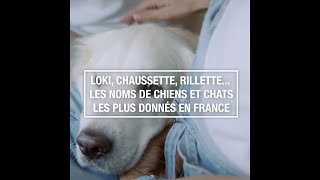 Loki Chaussette Rillette Les noms de chiens et chats les plus donnés en France [upl. by Welbie]