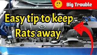 Easy Tip To Keep Rodents Mice amp Rats Out of Your Engine Bay [upl. by Aimil]