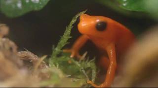 Golden Mantella Mantella aurantiaca Calling [upl. by Welbie]